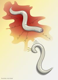 Salk -- Chalasani -- Pribadi Illustration