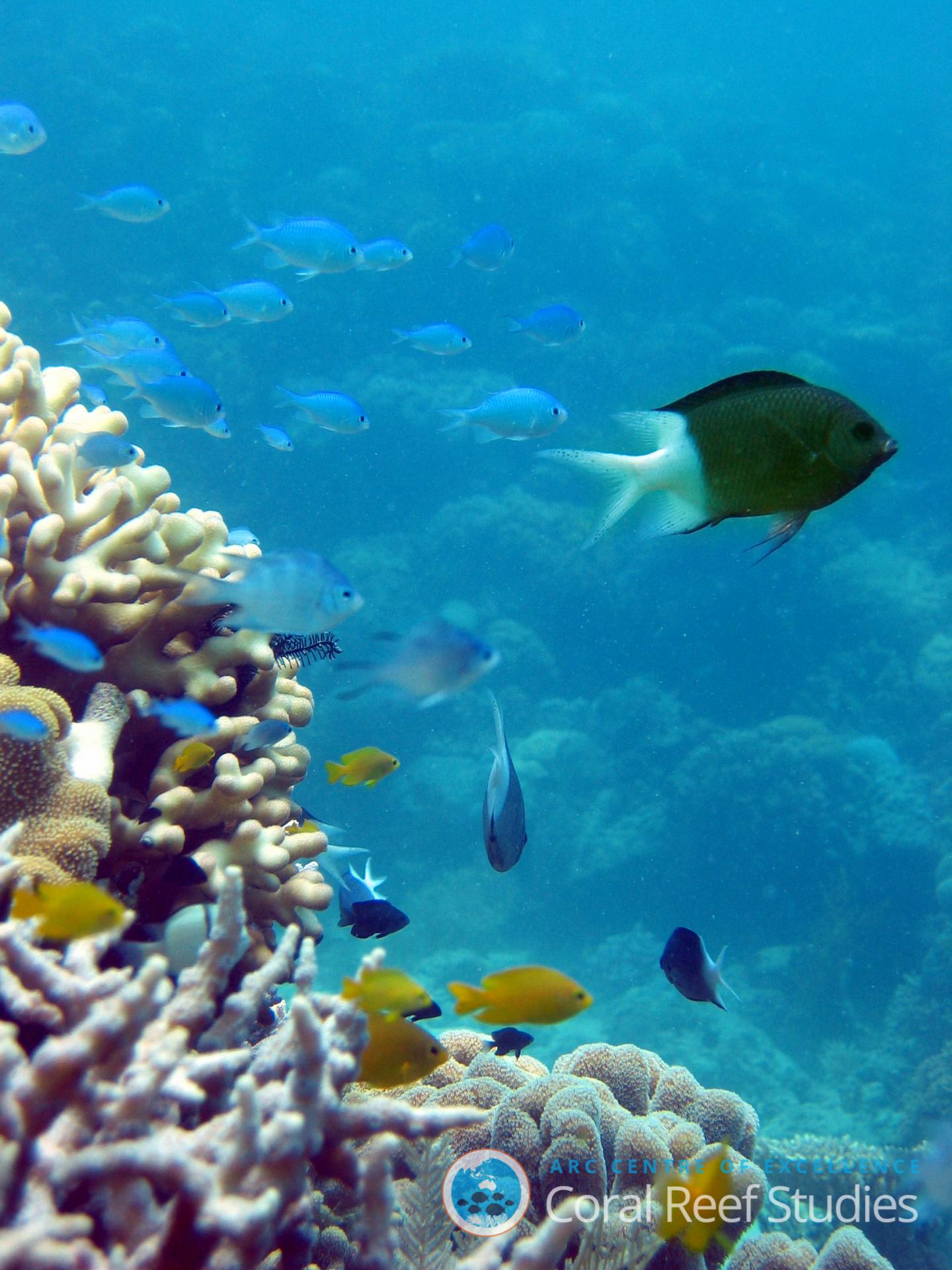 <i>Acanthochromis polychantus</i>