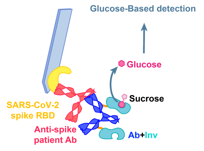 A glucose meter could soon say whether you have SARS-CoV-2 antibodies