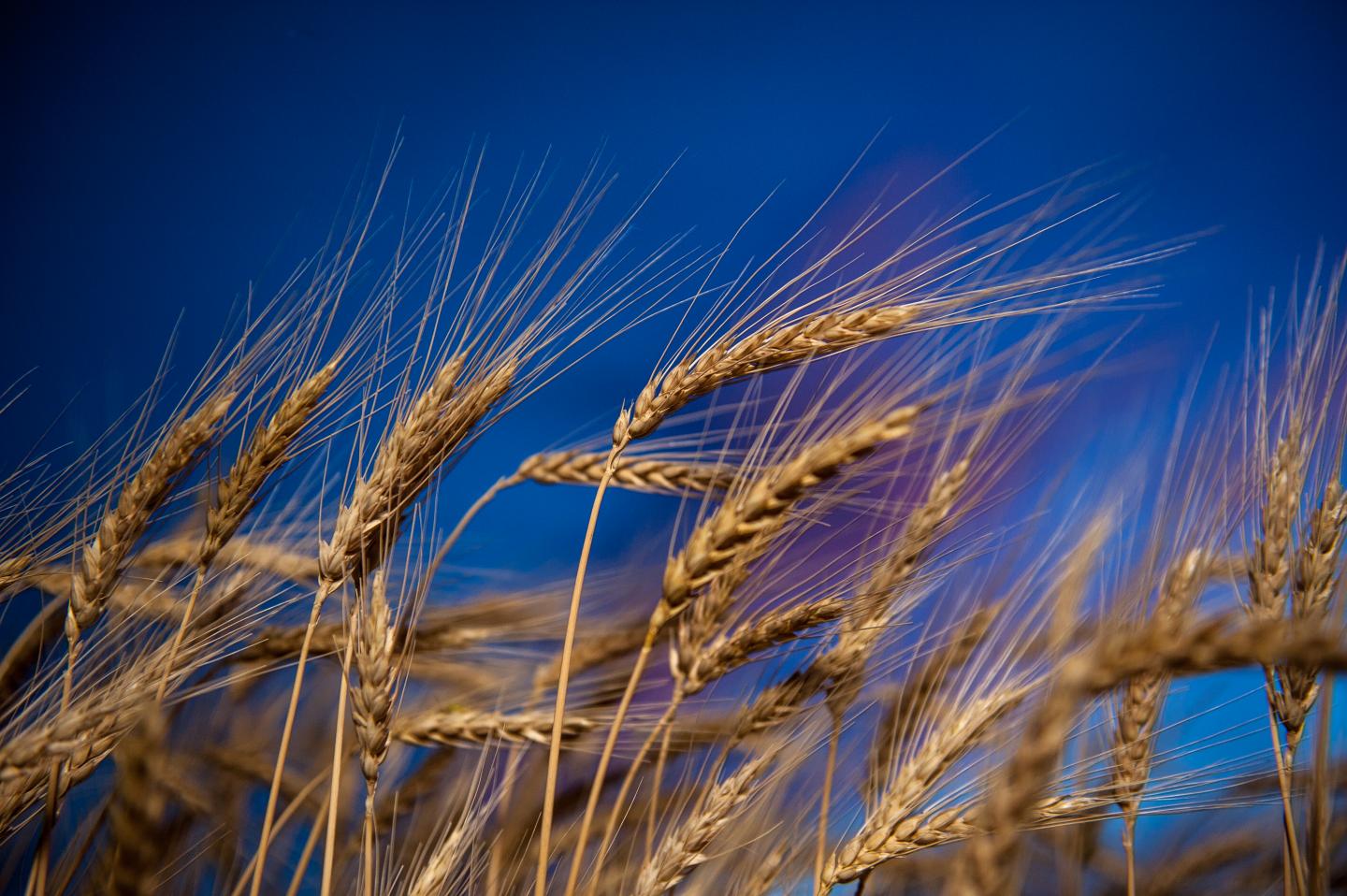 Wheat Blast Research