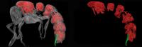 3-D Reconstruction 