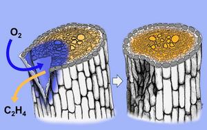 Periderm gas diffusion