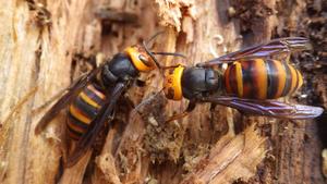 251104-Saga Urbanization-Vespa_simillima