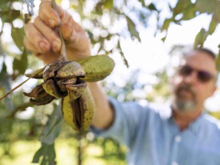 Texas pecans near harvest in challenging season