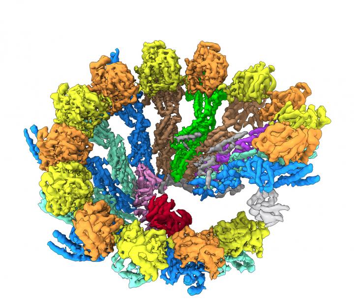 γ-TuRC Spiral