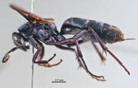 <i>Abernessia giga</i>