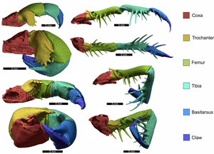 Kinematic models of appendages