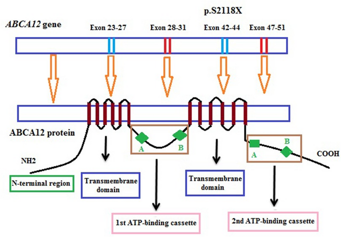 Position of the mutation in the ABCA12 gene and ABCA12 protein