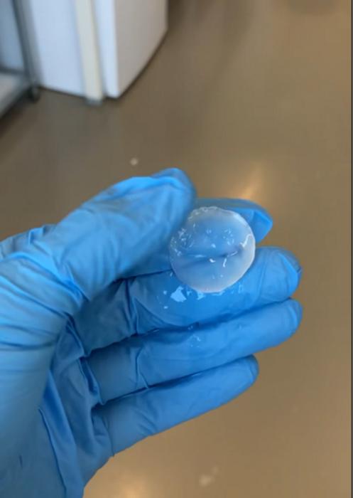 Cellulose-producing bacteria