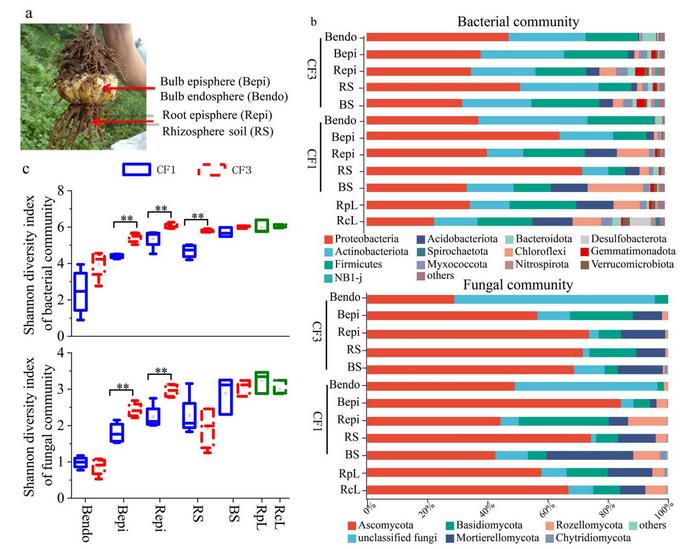 Diversity of bacterial and fungal communities in Edible Lily.