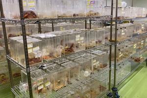 One of the world’s largest naked mole-rat colonies