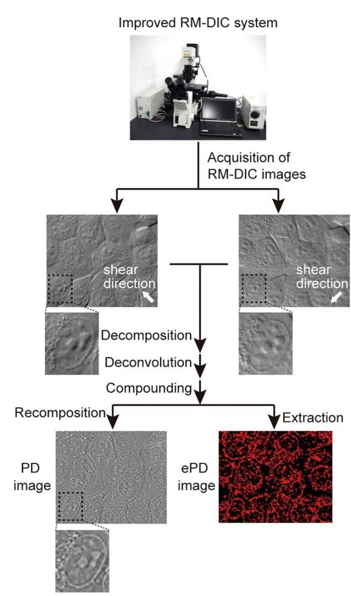 Spinning-Prism Microscope Helps Gather Stem Cells For Regenerative Medicine
