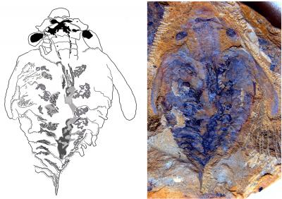 Brains of <i>Lyrarapax</i> and a Living Onychophoran