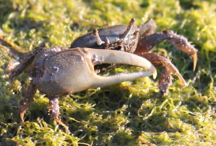 Male Fiddler Crab