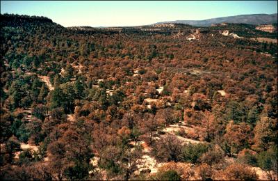 Dead Pinyon Pines