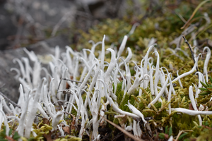 Lichen 2