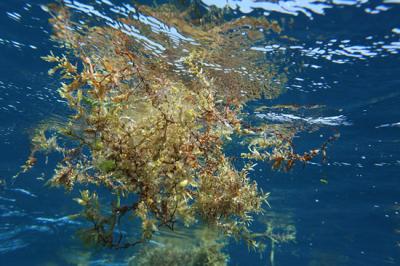 Habitat Split Leads to Biodiversity Decline (2 of 4)