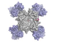 Calcium Channel Blocked with Amlodipine