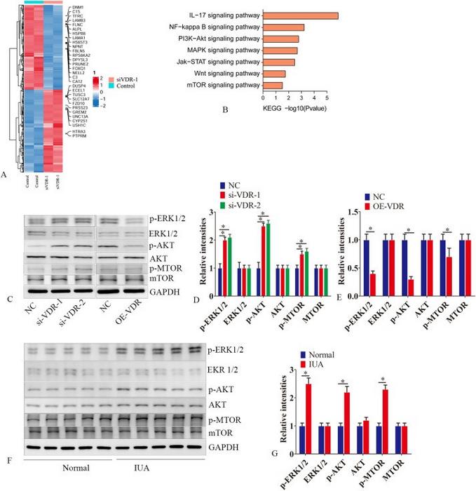 VDR regulates autophagy via the MAPK/ERK and PI3K/AKT/MTOR pathways.