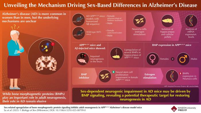 Origin of sex-based differences and role of bone morphogenetic protein (BMP) signaling in Alzheimer’s disease (AD)