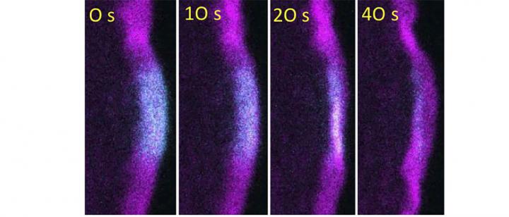Actin filament disassembly