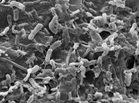 Soil Microbes