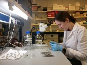 Advabnced fertility diagnostics at the University of Sheffield