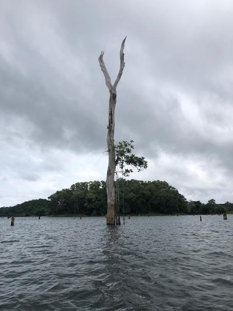 Flooded Forest