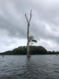Flooded Forest