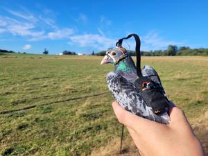 Pigeon eye movement study could improve autonomous drone navigation