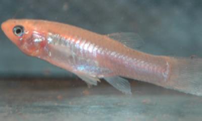 Atlantic Molly