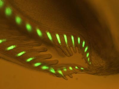 Green Fluorescent Proteins