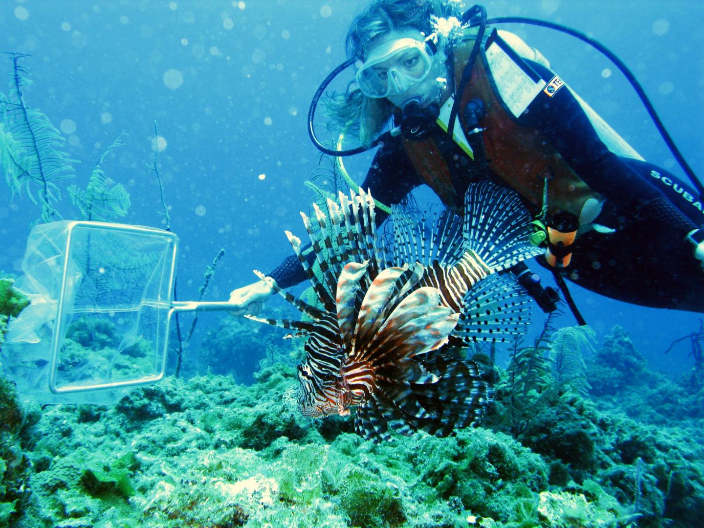 lionfish