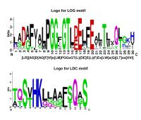 Protein Patterns