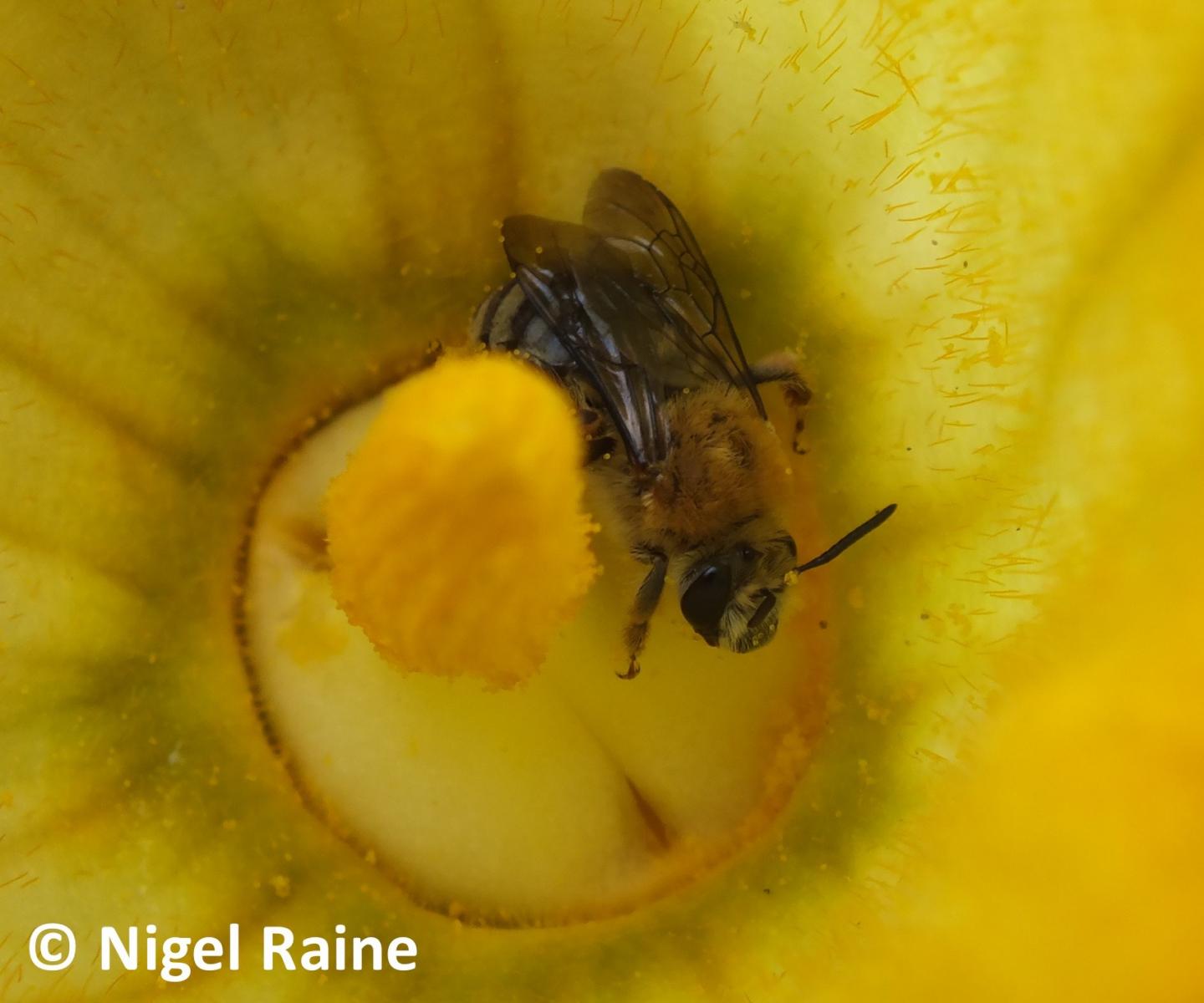 Wild Bee