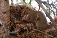 Mamma Squirrel with Pup