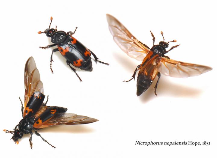 Burying Beetles