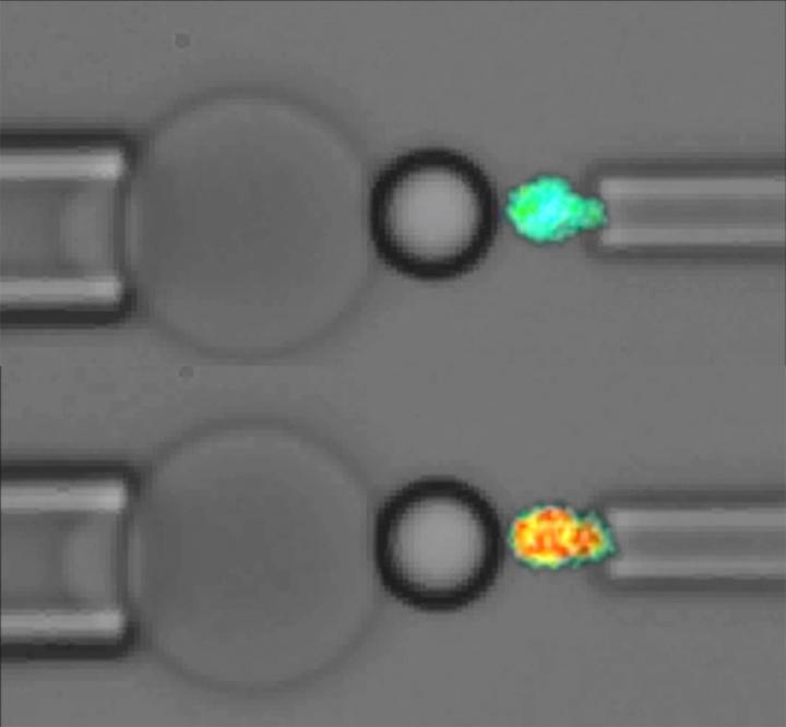 Fluorescence Force Probe