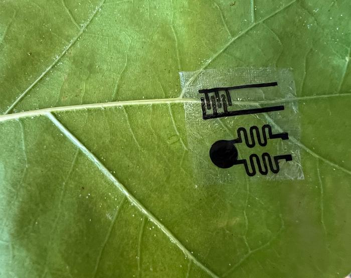 A tattoo-like sensor on the surface of a leaf