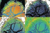 X-Ray Chemical Maps