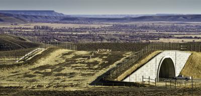 Pronghorn at Trapper's Point