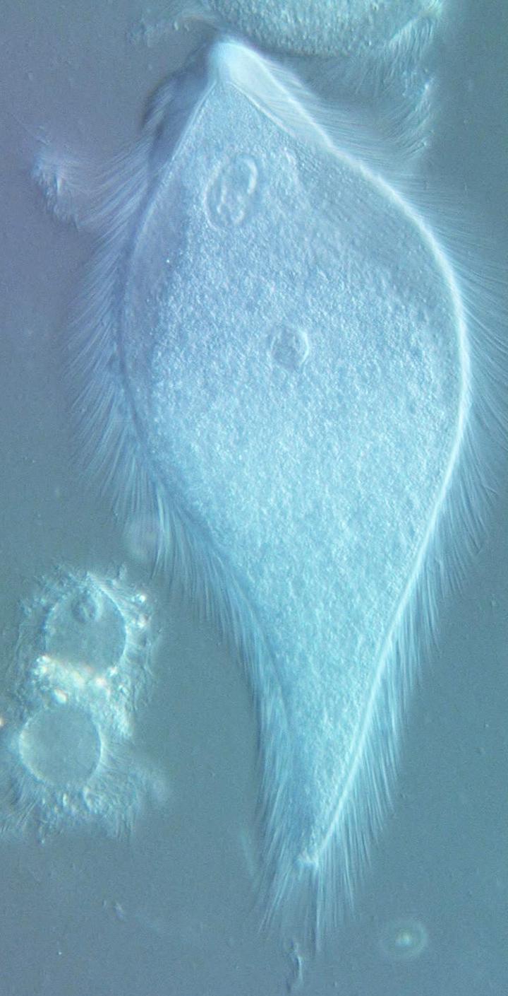<I>P. pearti</I>