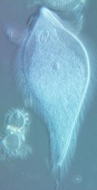 <I>P. pearti</I>