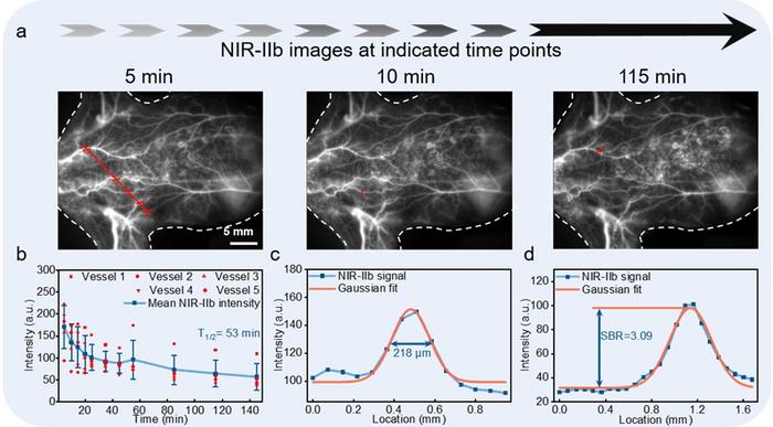 Figure 3 | In vivo evaluation of Er@50Yb@ICG@DSPE-PEG2000 nanoprobes