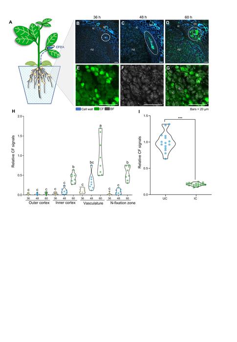 Nutrient storage and release in uninfected cells of soybean nodules support symbiotic nitrogen fixation in infected cells