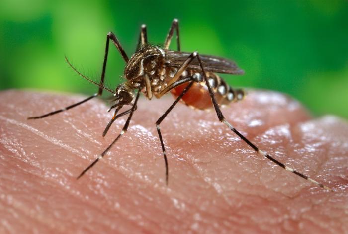 <i>Aedes aegypti</i> Mosquito