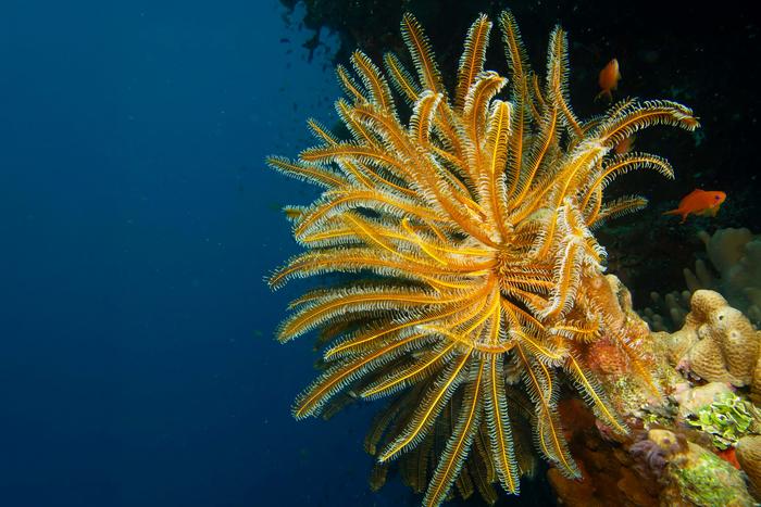 Modern Crinoid