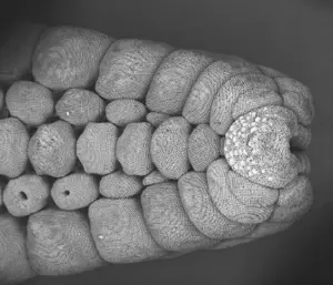 A scanning electron microscopy (SEM) image of the sea star