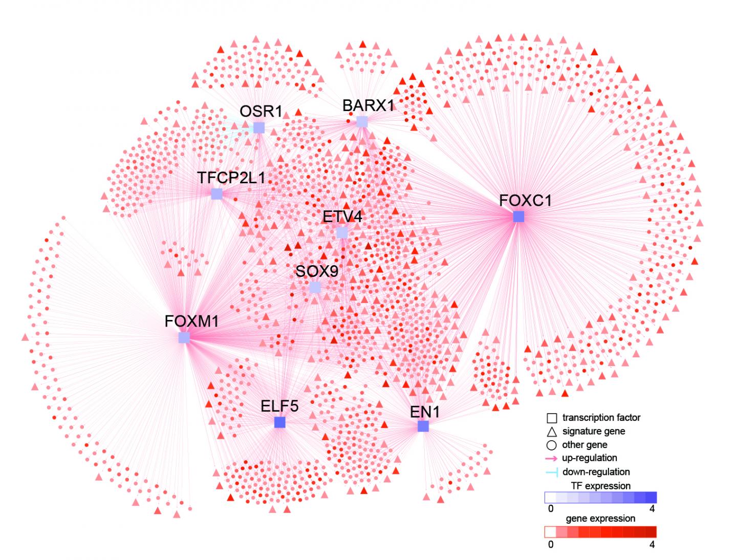 The gene FOXC1 is identified as a key regulator of cancer growth.