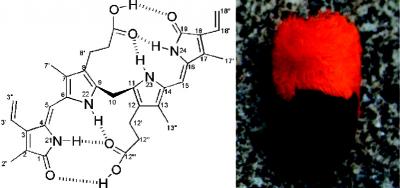 Bilirubin
